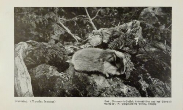 1926 - Lemming / Hamster - alter Druck